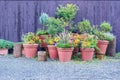 Collection of  colorful flowers and ornamental plants in pots against the wooden wall on a corner of town street Royalty Free Stock Photo