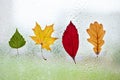 Collection of Colorful leaves on window glass with rain drops in the autumn rainy day, season is fall Royalty Free Stock Photo