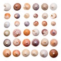 Collection of Colorful Limpet Shells Displayed on White Background, Top View. Royalty Free Stock Photo