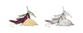 Collection of colorful and monochrome drawings of quinoa flowering plants and seeds. Organic superfood product for