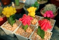 Collection of Colorful Potted Hibotan Cacti pr Moon Cactus Plants at House Veranda