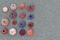 Colorful sea urchins on wet grey sand beach