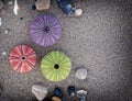 A collection of colorful sea urchins and pebbles on wet sand, filtered image. Royalty Free Stock Photo