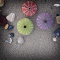 A collection of colorful sea urchins and pebbles on wet sand, filtered image. Royalty Free Stock Photo