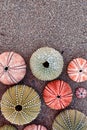 Collection of colorful sea urchins on sand beach, space for typing Royalty Free Stock Photo