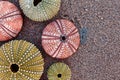 Collection of colorful sea urchins on sand beach, space for typing Royalty Free Stock Photo