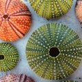 Collection of colorful sea urchins on white marble background Royalty Free Stock Photo