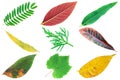 collection of colorful various leaves isolated on white