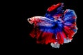 Collection of colorfull Fighting fishBetta fish on black background.