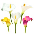 Collection of coloured arum lilies on white. Zantedeschia, calla lily Royalty Free Stock Photo