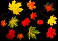 Collection colourful autumn leaves isolated on a black background