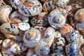 Collection of colourful coastal sea shells