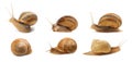 Collection of common garden snails on white background. Banner design Royalty Free Stock Photo
