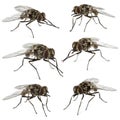 Collection of common houseflies , isolated Royalty Free Stock Photo