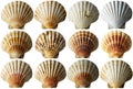 Collection of Conch Shells Isolated on Transparent Background