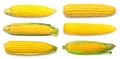 Collection corn isolated on white background