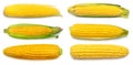 Collection corn isolated on white background