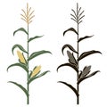 Corn stalk illustrations