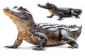 collection of crocodile isolated on white background Royalty Free Stock Photo