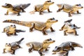 collection of crocodile isolated on white background Royalty Free Stock Photo