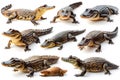 collection of crocodile isolated on white background Royalty Free Stock Photo