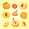 Collection of cut and whole vector peaches. Vector apricot illustration in curtoon style