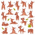 Collection of cute baby okapi in different poses. Funny wild African animal character cartoon vector illustration Royalty Free Stock Photo