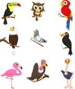 Collection of cute birds on a tree branch Royalty Free Stock Photo