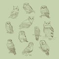 Collection of cute cartoon of different owls