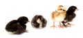 Collection cute furry chicks isolated on white. Royalty Free Stock Photo