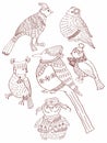 A collection of cute hand-drawn bird doodles Royalty Free Stock Photo