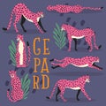 Collection of cute hand drawn pink cheetahs on dark purple background, standing, stretching, running and walking Royalty Free Stock Photo