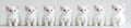 A collection of cute kitten cats playing, isolated on a transparent white background Royalty Free Stock Photo