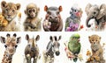 Collection of cute wild african baby animals isolated on white background. Zebra, giraffe, monkey, hippopotamus, parrot Royalty Free Stock Photo