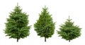 Collection of cutout fir trees.