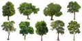 Collection of cutout tree for use as a raw material for editing work. Isolated deciduous tree on a white background  with clipping Royalty Free Stock Photo