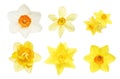 Collection of daffodil flowers