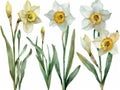 Collection of daffodil watercolor illustrations isolated on a white backdrop Royalty Free Stock Photo