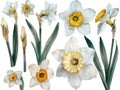 Collection of daffodil watercolor illustrations isolated on a white backdrop Royalty Free Stock Photo