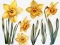 Collection of daffodil watercolor illustrations isolated on a white backdrop Royalty Free Stock Photo