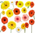 Collection of daisy flower