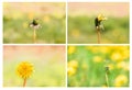 Collection Dandelions Close up in the garden, white seed ball. Blur background with bokeh. A bud, a flower, seeds. Life cycle.