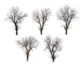 Collection of dead black tree isolated on white background Royalty Free Stock Photo