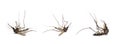 Collection of dead mosquito on white background