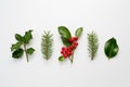 Collection of decorative Christmas plants with green leaves and Royalty Free Stock Photo