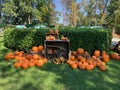 Collection of decorative pumpkins