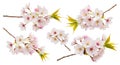 Sakura Flower Branches Isolated on White Royalty Free Stock Photo
