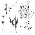 Collection for designers, meadow in summertime, plant vector set