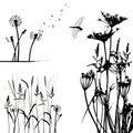 Collection for designers, wild plant vector Royalty Free Stock Photo