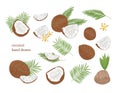 Collection of detailed botanical drawings of whole and split coconut and palm tree leaves isolated on white background Royalty Free Stock Photo